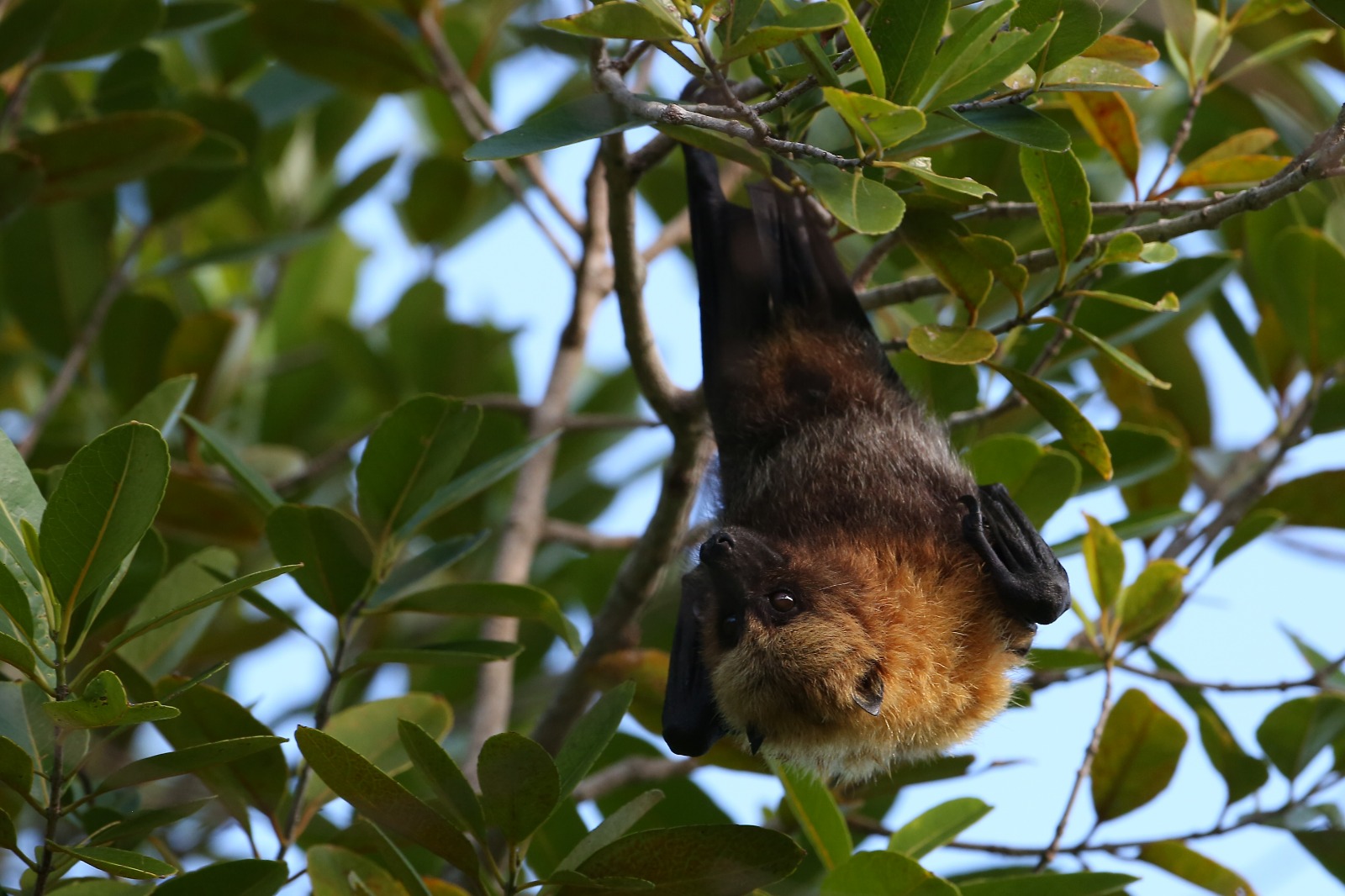 Mauritian Wildlife Foundation