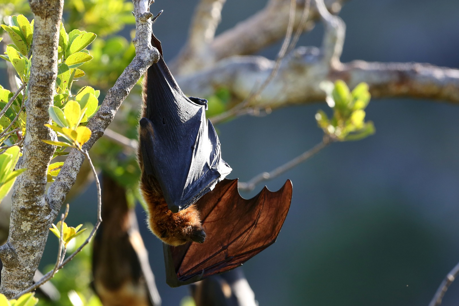 Mauritian Wildlife Foundation