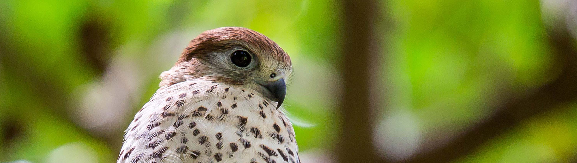 MAURITIUS KESTREL