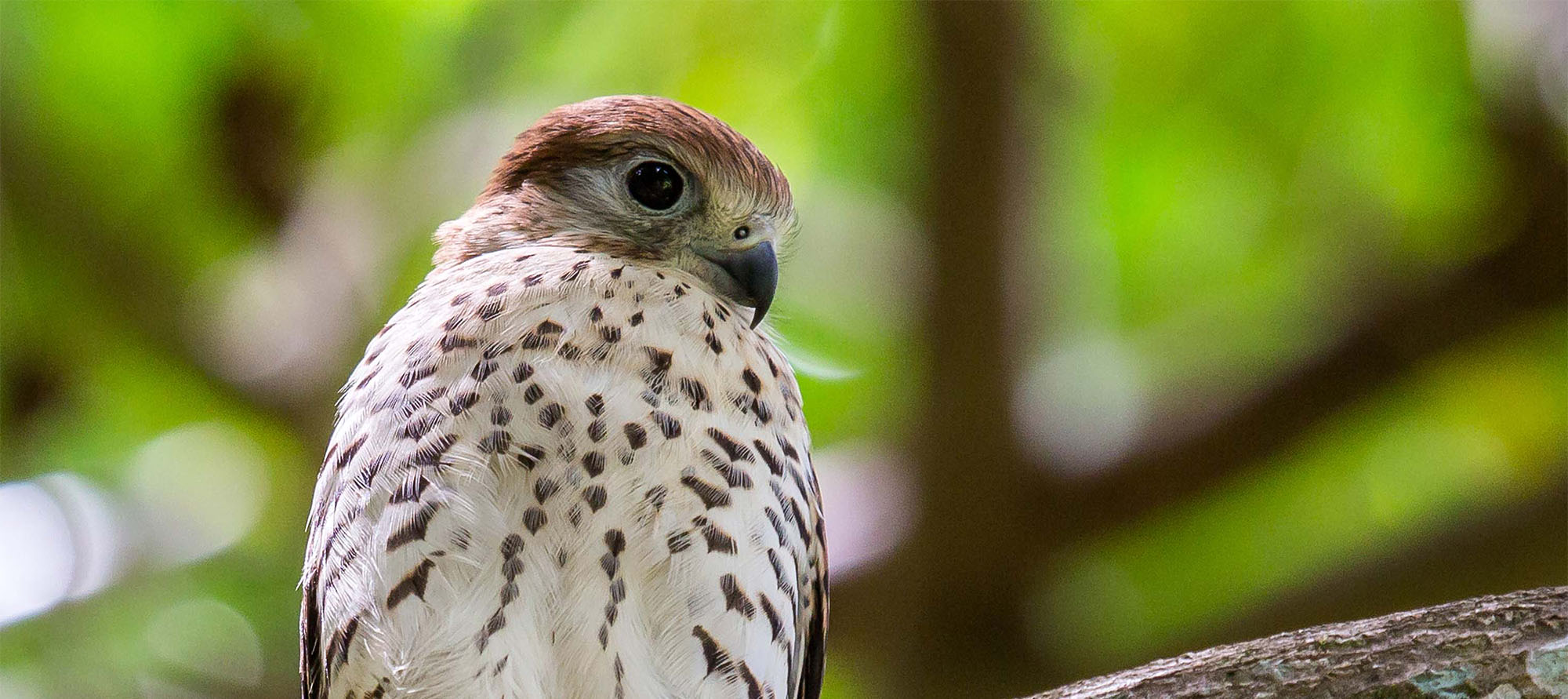 MAURITIUS KESTREL