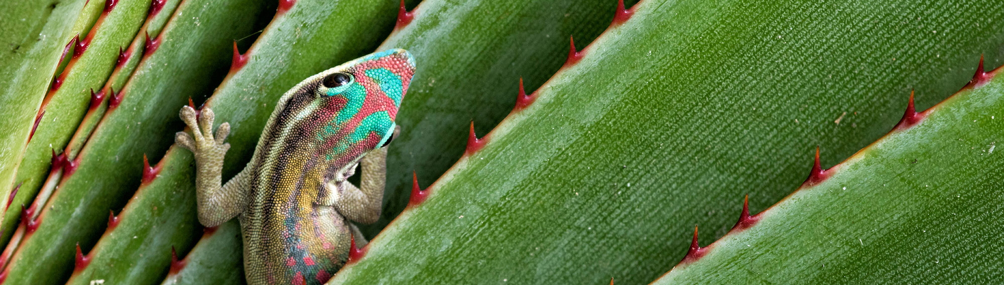 ORNATE DAY GECKO