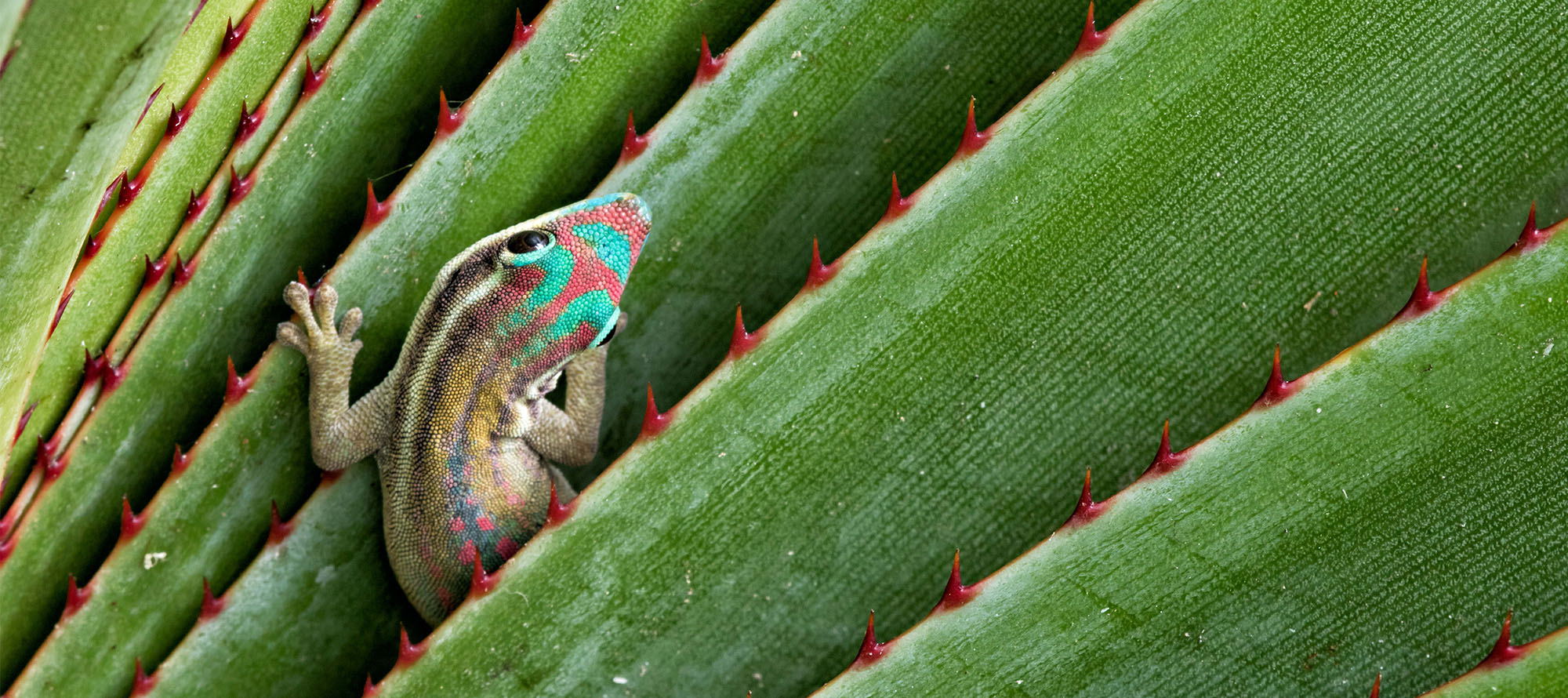 ORNATE DAY GECKO