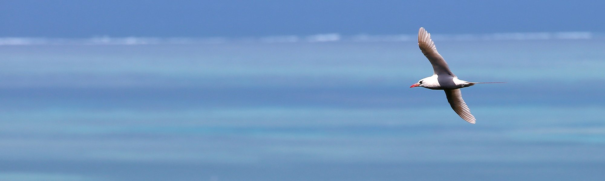 RED-TAILED TROPICBIRD