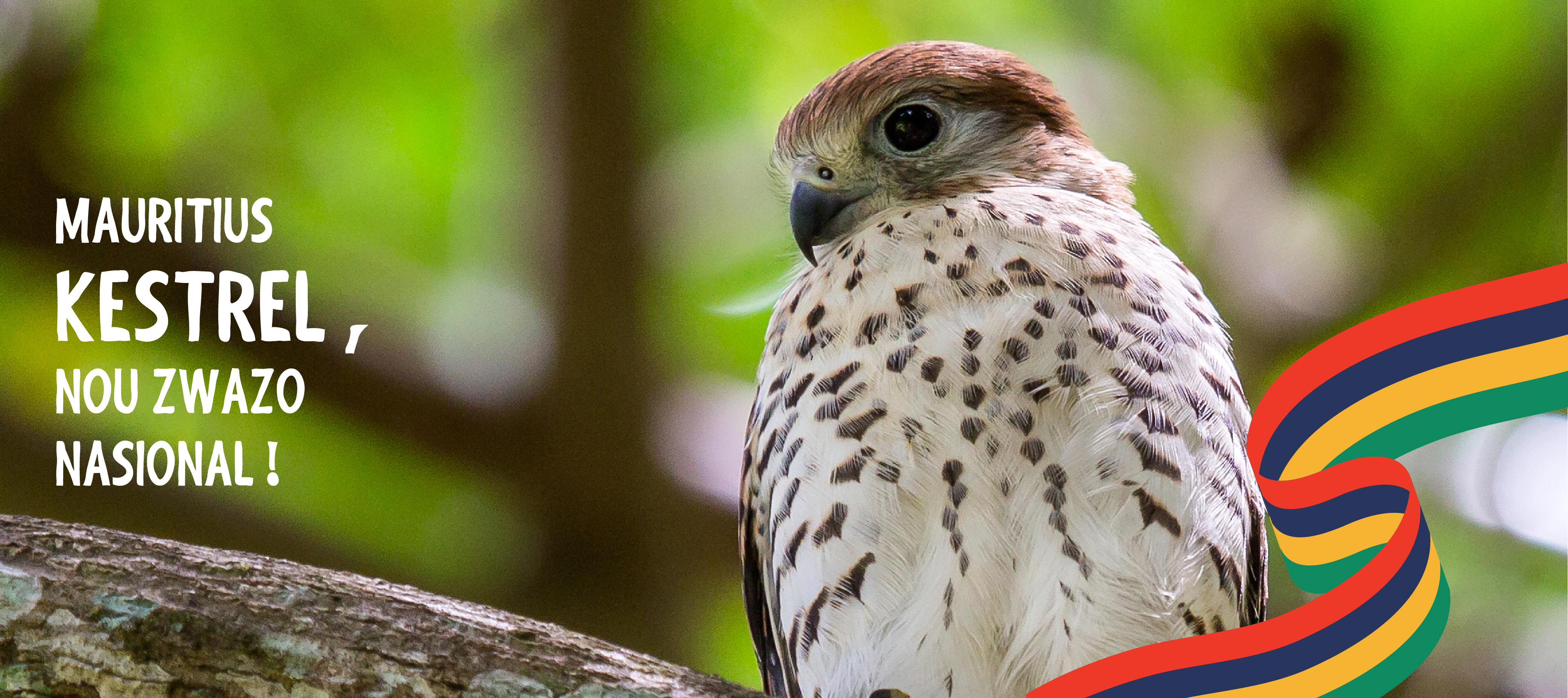 MAURITIUS KESTREL, NOU ZWAZO NASIONAL !